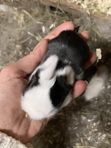 minilop baby
