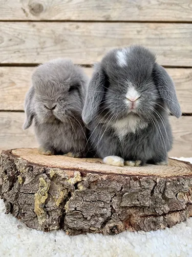 cuccioli minilop