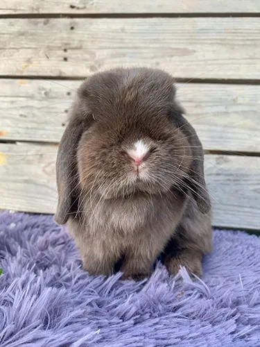 minilop cioccolato